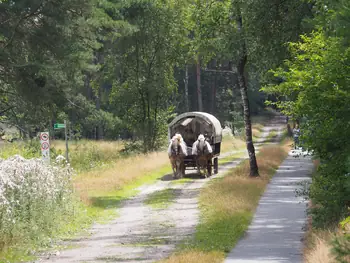 Dwergte (Germany)